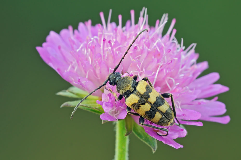 Pachytodes erraticus erraticus