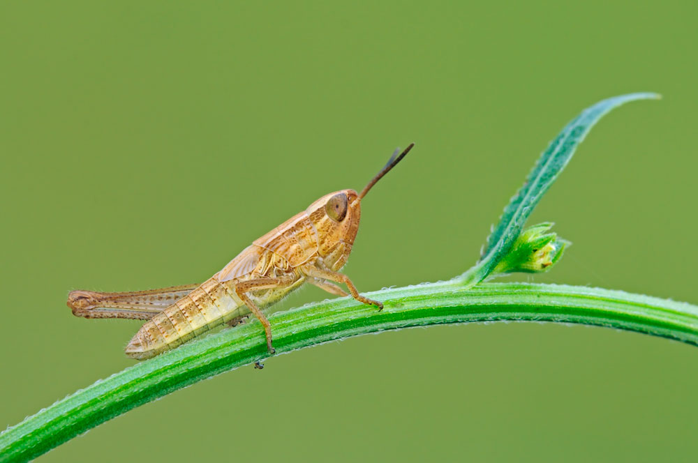 Odontopodisma cf. decipiens insubrica