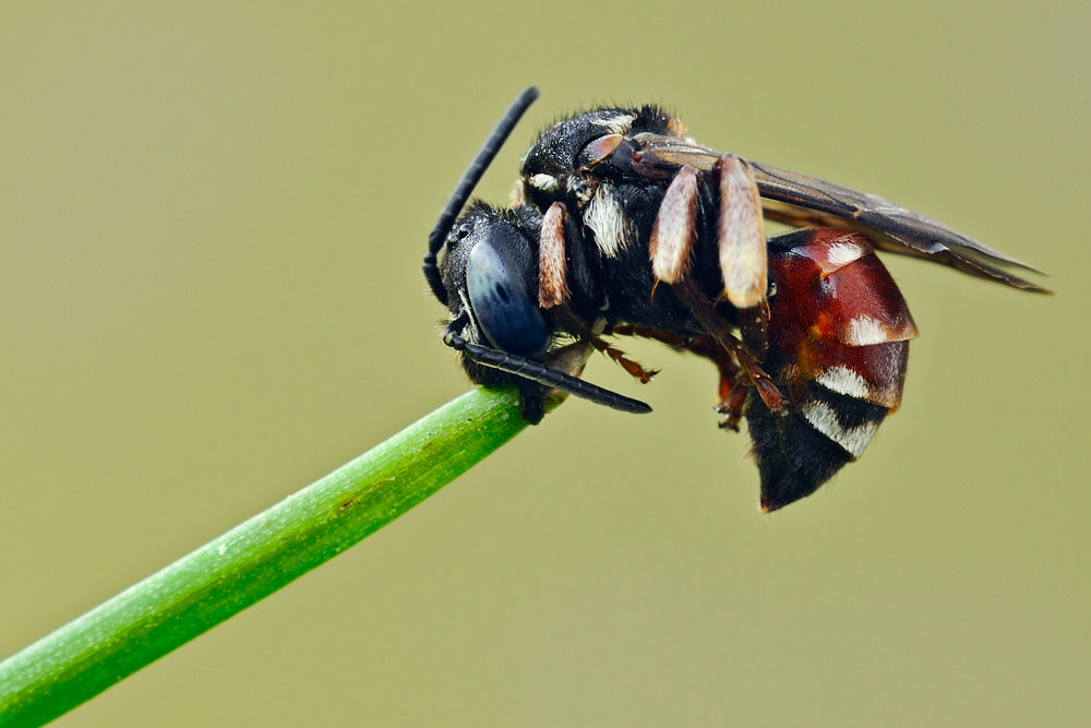 Anthophoridae: Epeoloides coecutiens ♀