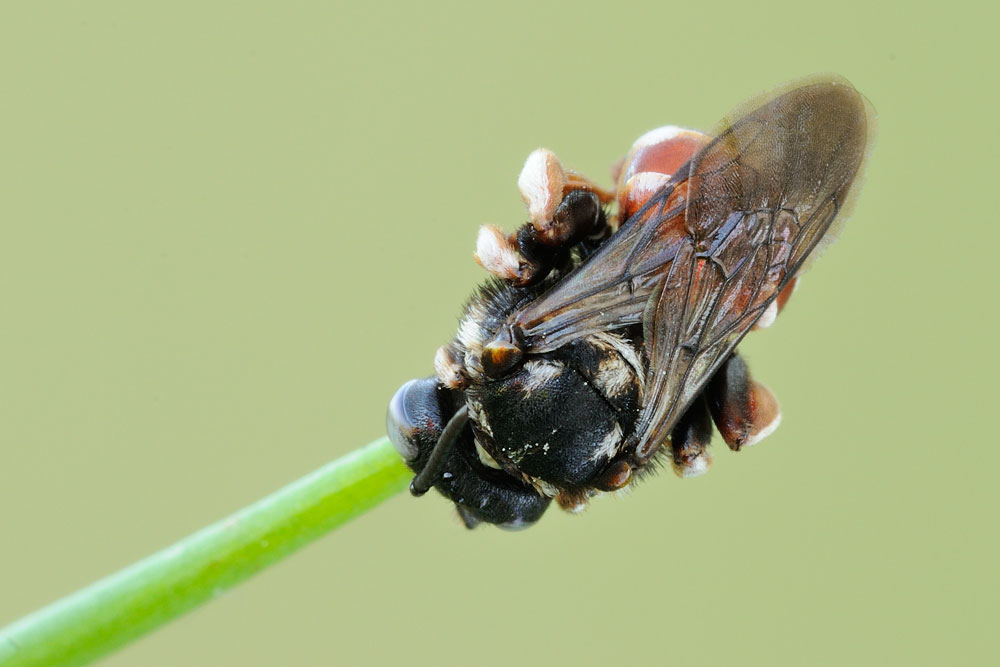 Anthophoridae: Epeoloides coecutiens ♀