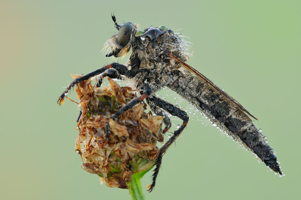 Quale Asilidae?