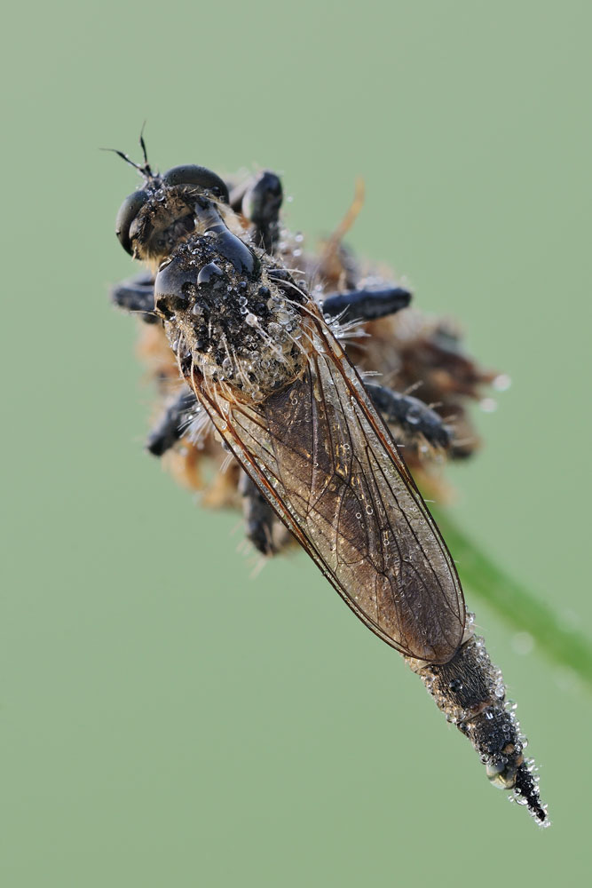 Quale Asilidae?