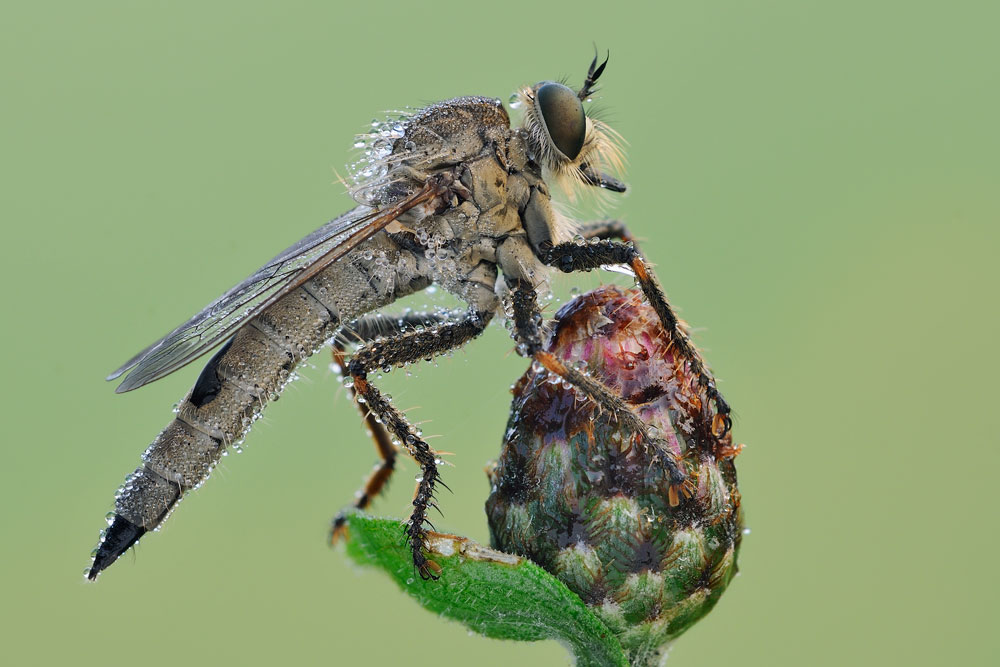 Un''altro Asilidae, quale?