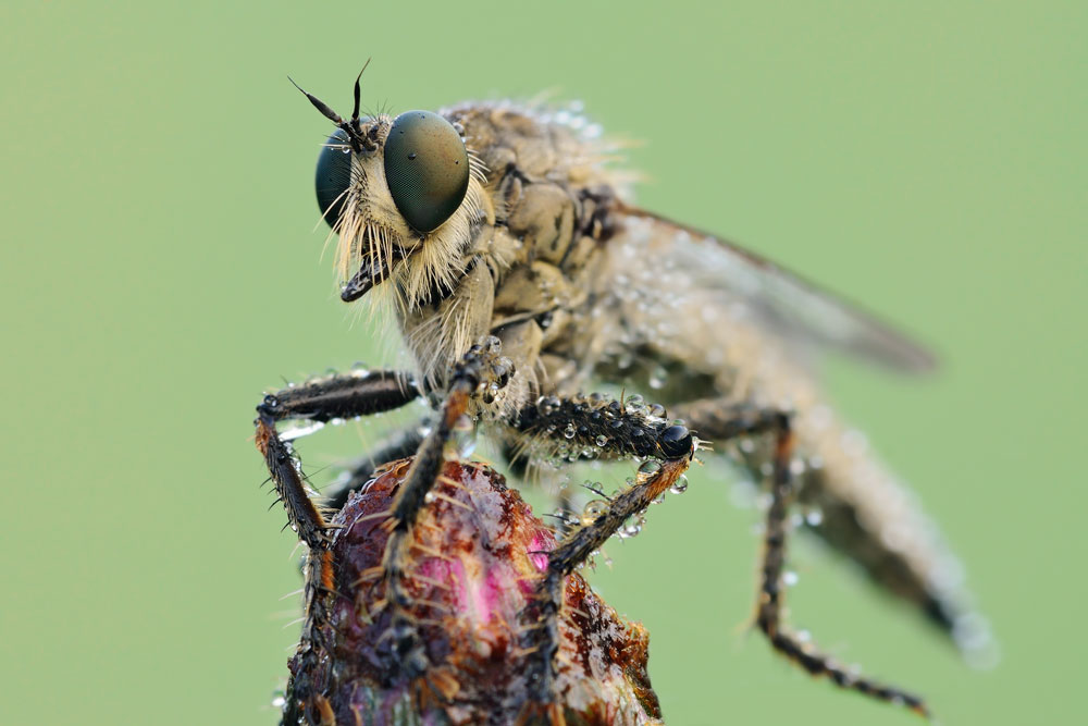 Un''altro Asilidae, quale?