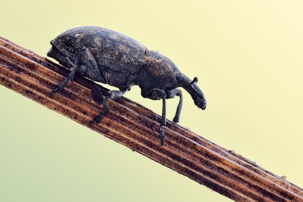 Lepyrus capucinus (Curculionidae)