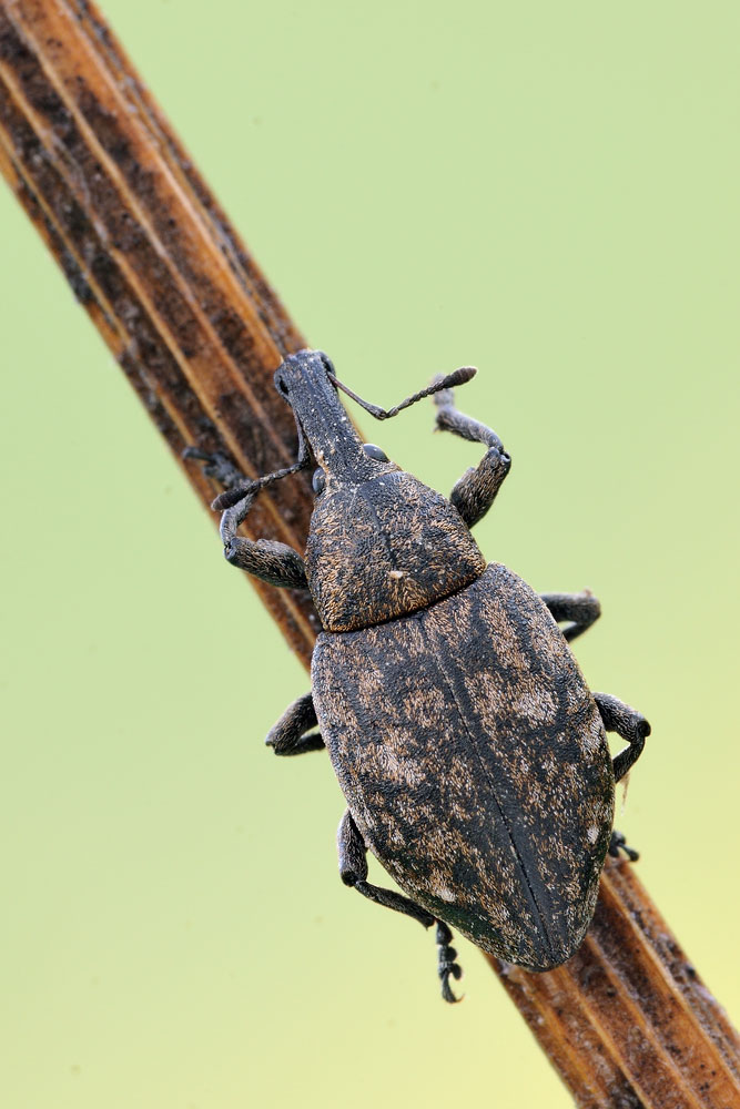 Lepyrus capucinus (Curculionidae)