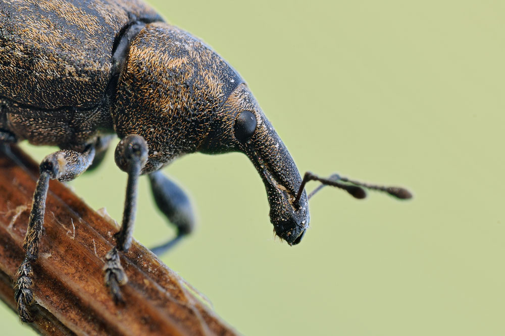 Lepyrus capucinus (Curculionidae)