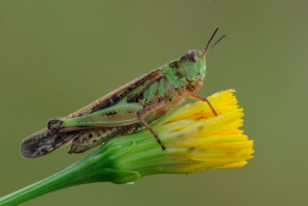 Quale ortottero? - Aiolopus thalassinus