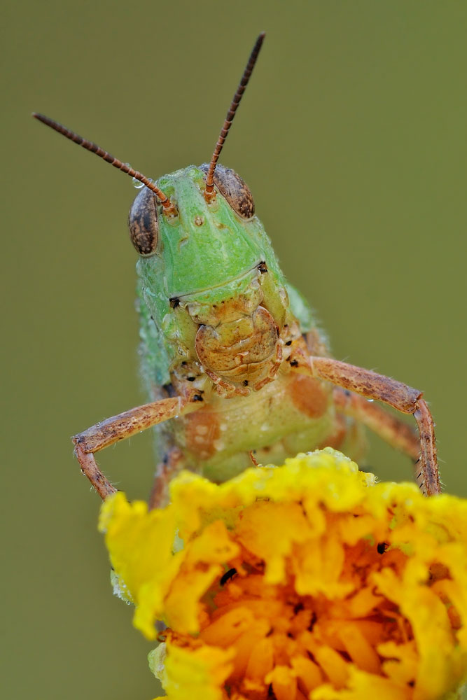 Quale ortottero? - Aiolopus thalassinus