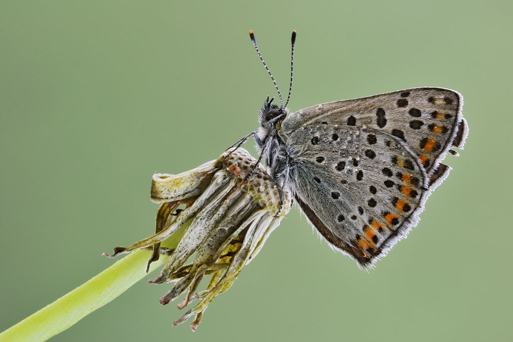 Lycaena Tityrus? - Si