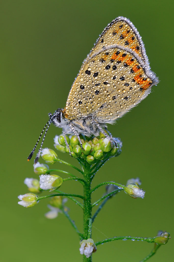 Lycaena Tityrus? - Si