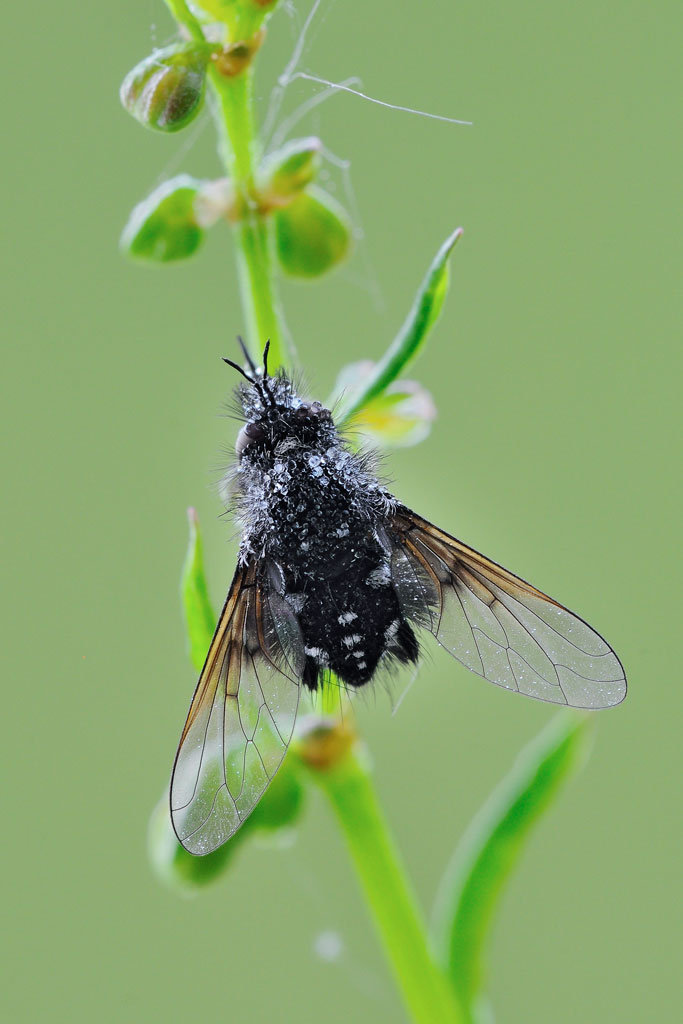 Bombylella atra?