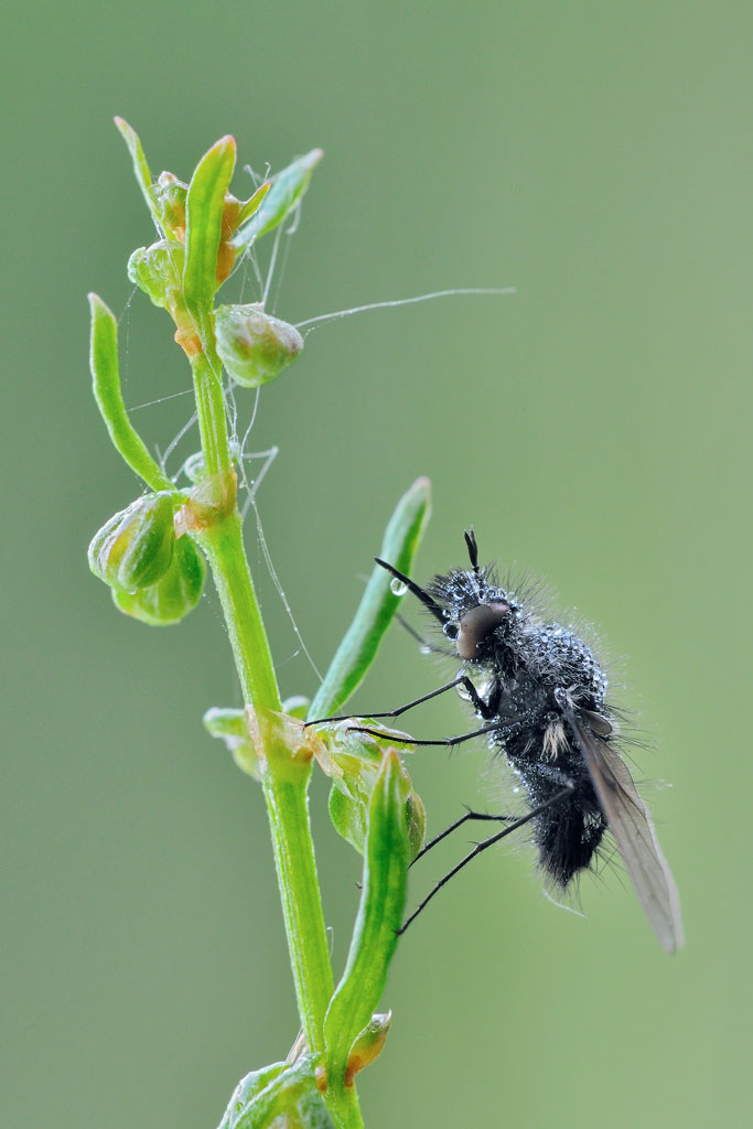 Bombylella atra?