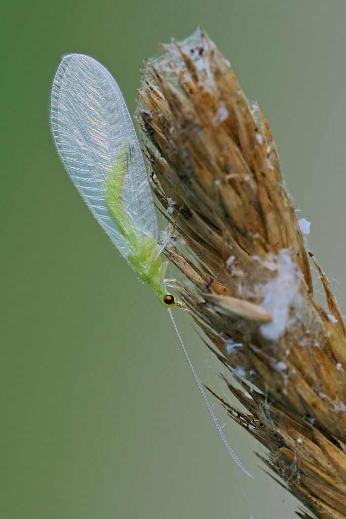 Chrysopidae da ID - Chrysoperla pallida