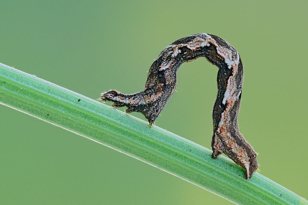 Quale Geometridae?