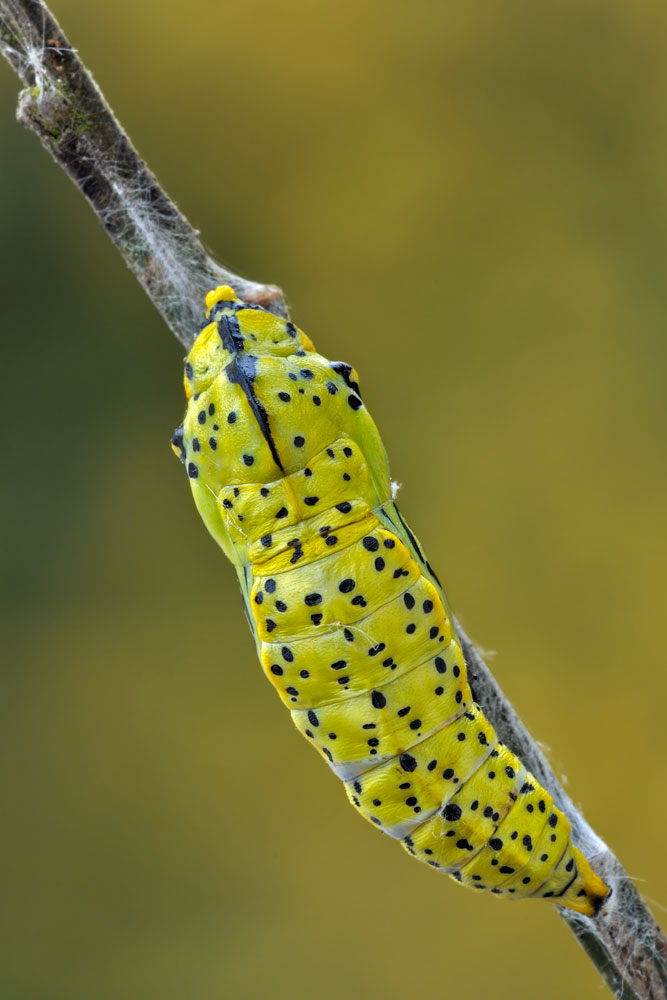 Pupa di Aporia crataegi?