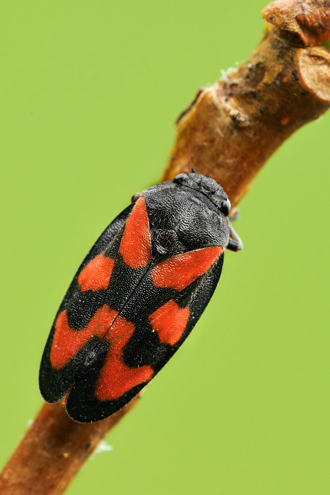 Quale Cercopidae? Cercopis vulnerata - Parco Ticino