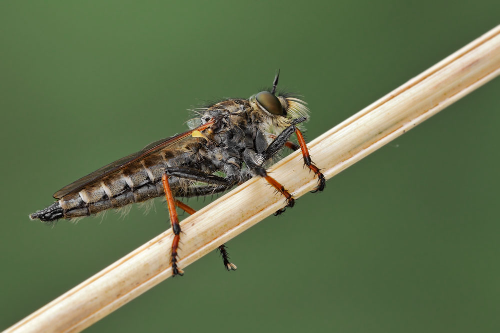 Quale Asilidae?