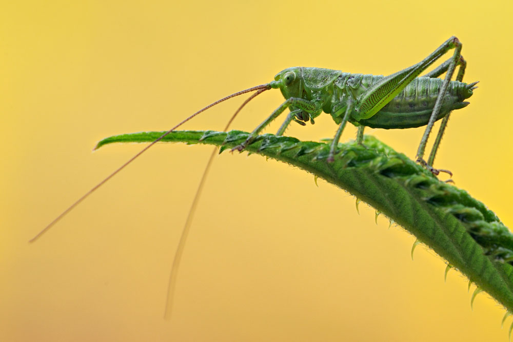 Tettigonia sp.