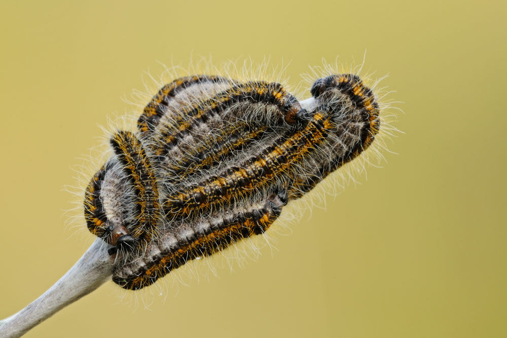 Aporia crataegi?