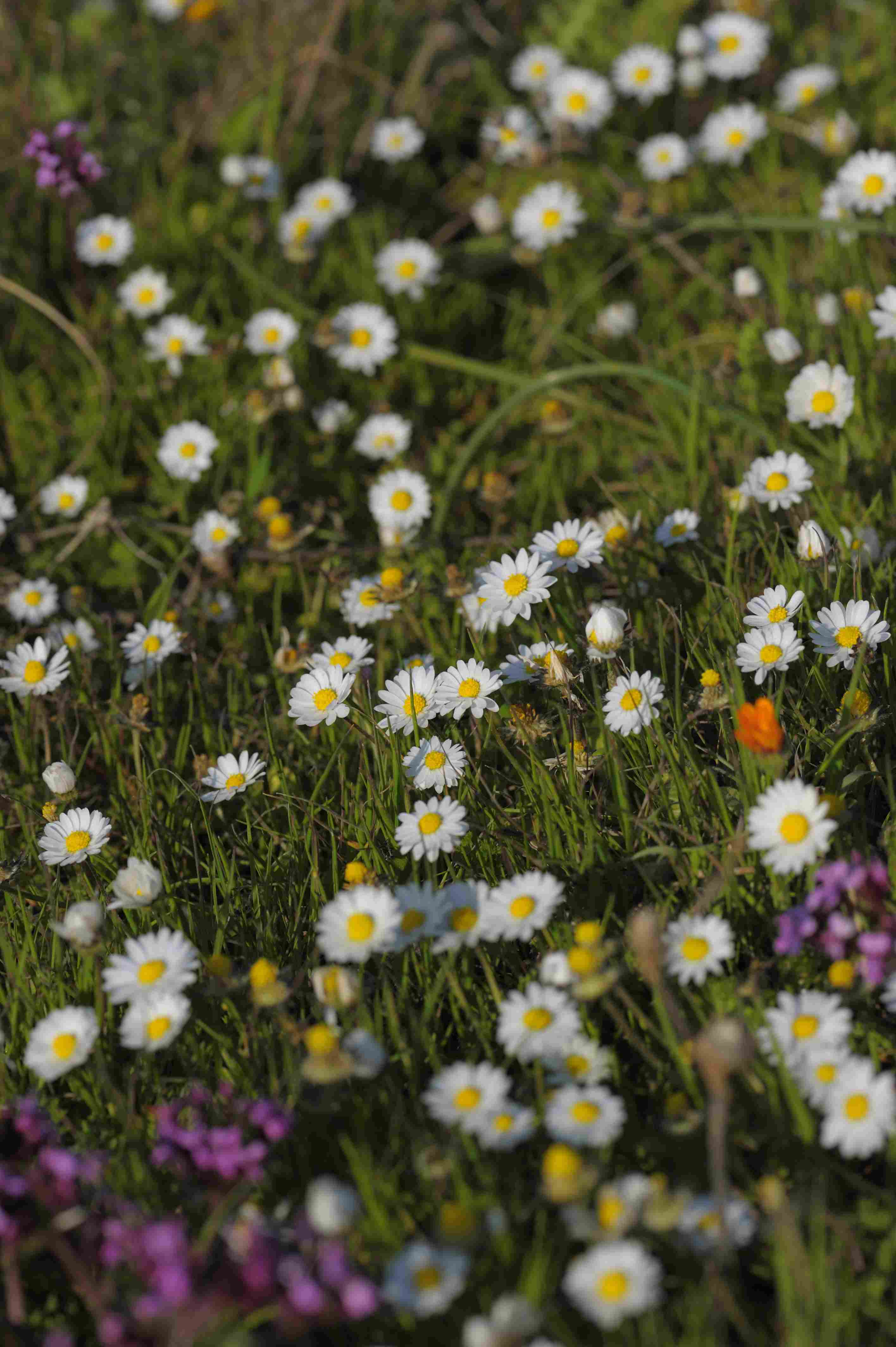Sicula da identificare