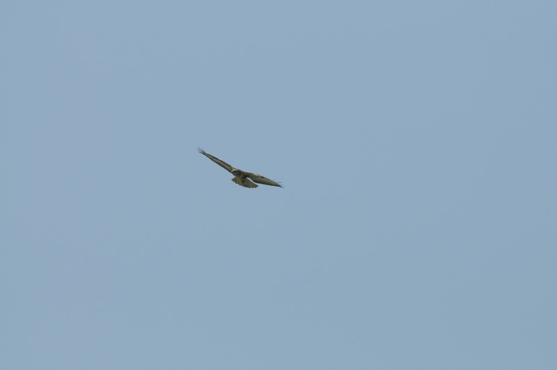 Rapace da ID