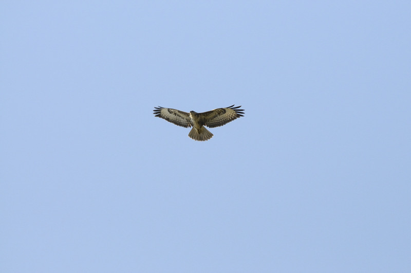 Rapace da ID