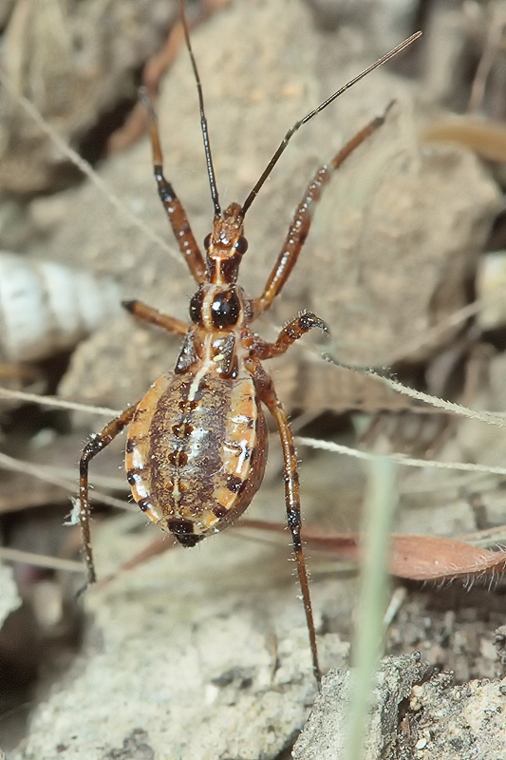 Ninfa di Reduviidae di Malta