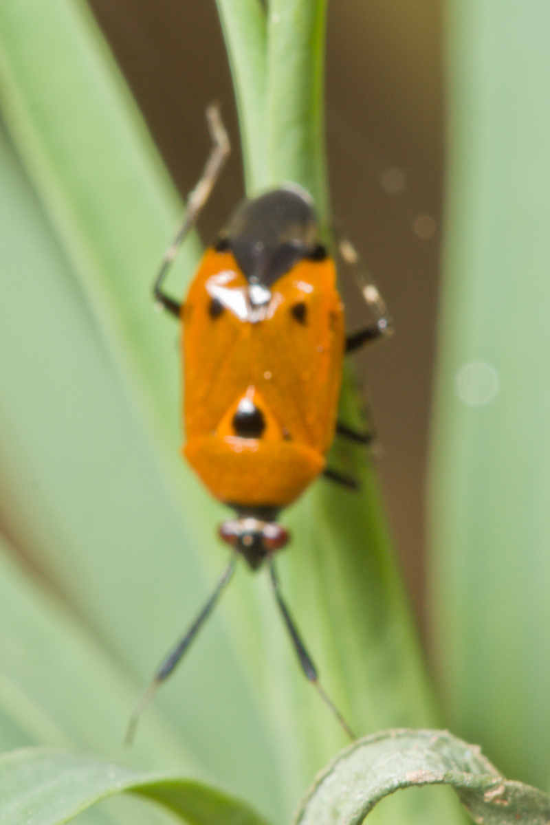 Miridae: Deraeocoris punctum di Malta