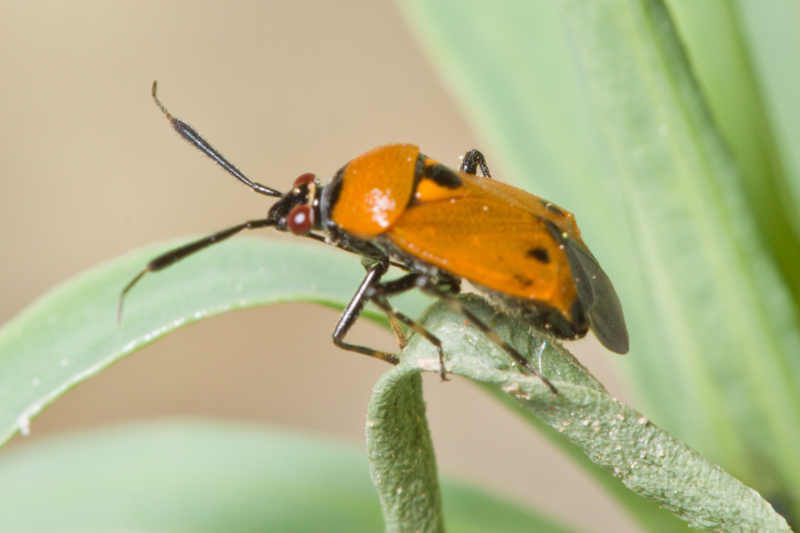 Miridae: Deraeocoris punctum di Malta