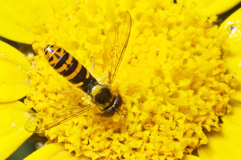 Sphaeophoria da identificare