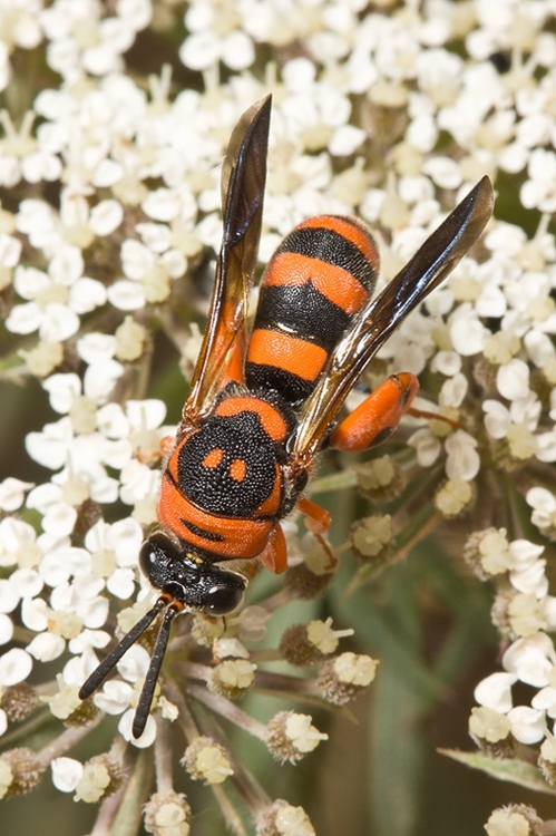 Leucospis miniata e  Vespidae Eumeninae color arancio di Malta
