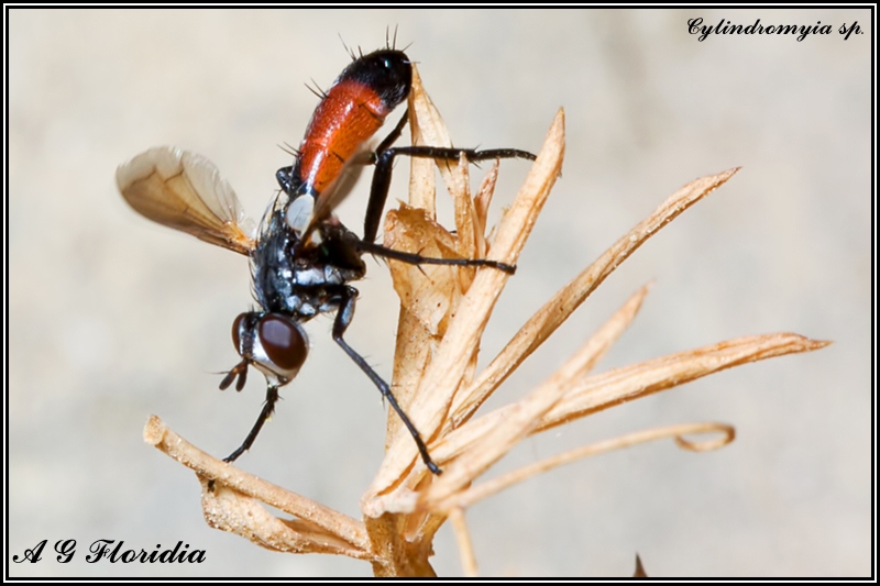 Da identificare - cylindromyia sp.