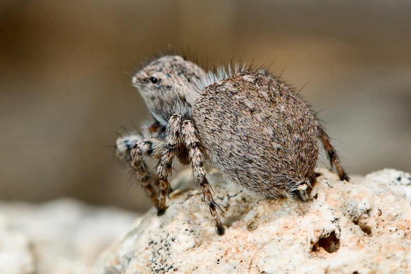 Aelurillus sp.