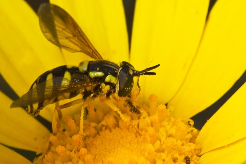 Chrysotoxum sp. ?