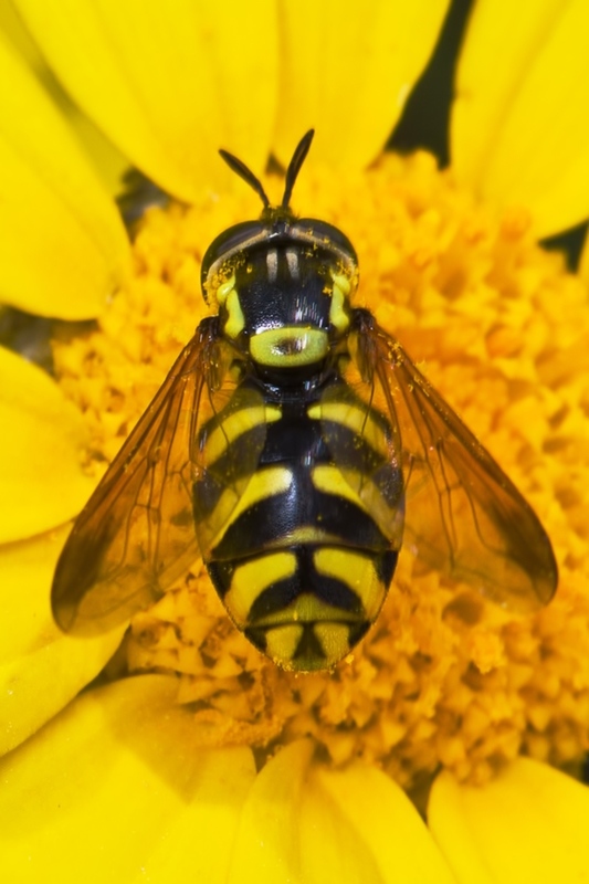 Chrysotoxum sp. ?