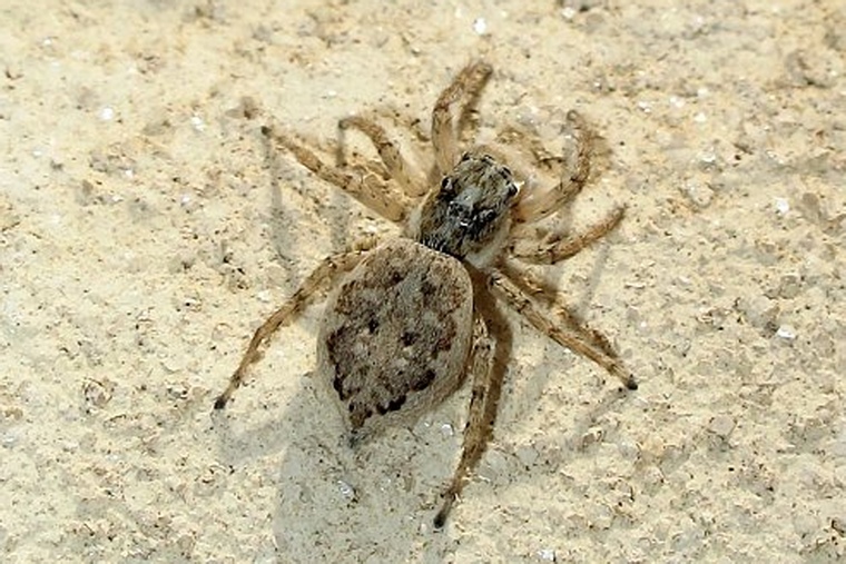 Menemerus semilimbatus