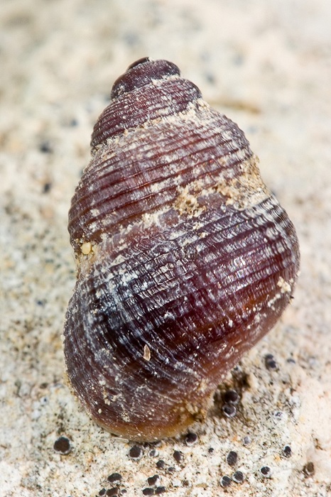 Pomatias sulcatus ??