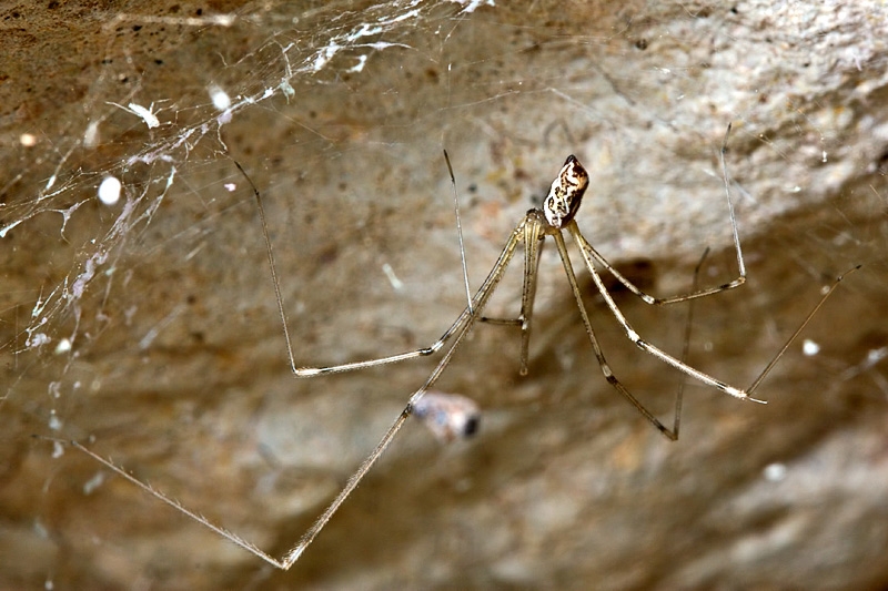 Holocnemus pluchei