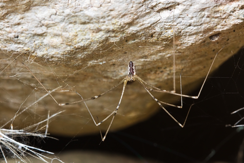 Holocnemus pluchei