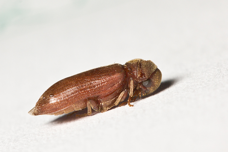 Oligomerus ptilinoides (tarlo dei mobili) da Malta