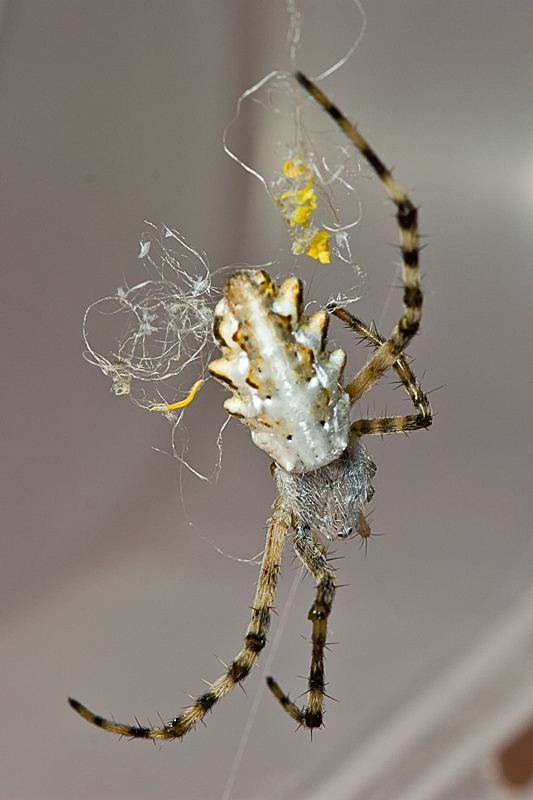 Argiope lobata