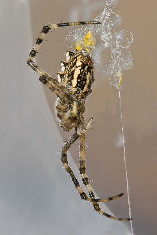 Argiope lobata