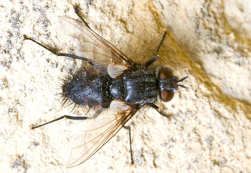 Tachinidae ?