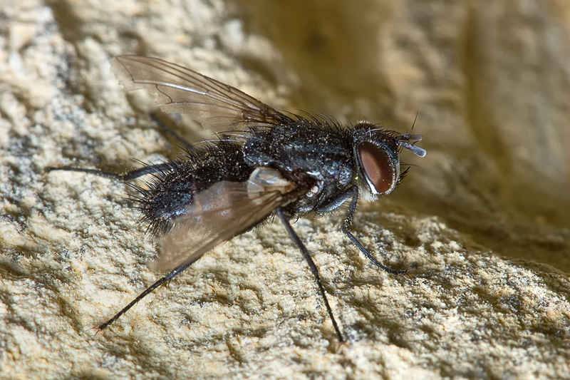 Tachinidae ?