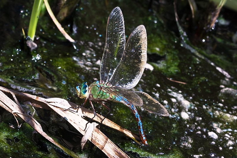 Anax imperator, femmina in ovideposizione