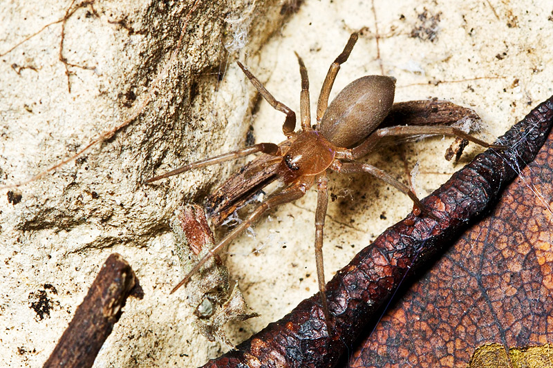 F. insidiatrix - Amaurobius sp. - Mesiotelus tenuissimus