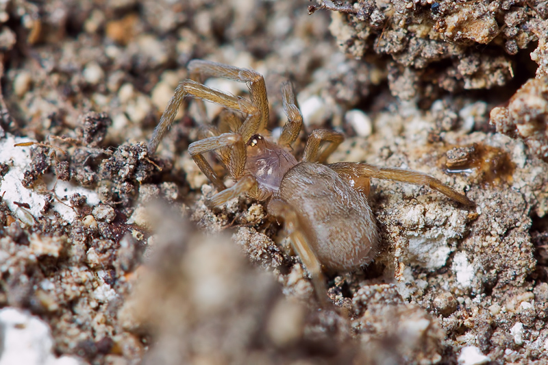 F. insidiatrix - Amaurobius sp. - Mesiotelus tenuissimus