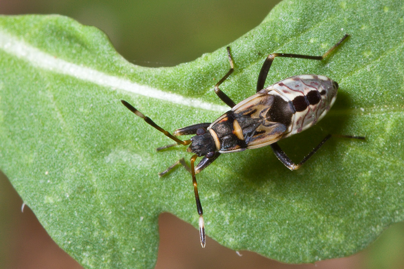 Lygaeidae: Beosus maritimus di Malta