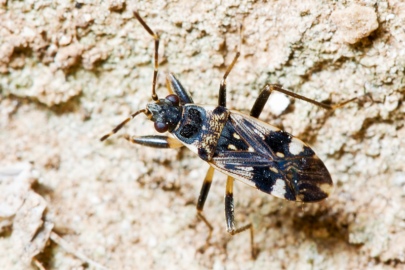 Lygaeidae: Beosus maritimus di Malta